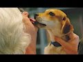 Ecco perché dovresti lasciare che il tuo cane ti baci!