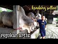 SETIA FARM KANDANG SAPI SULTAN, sapi PO nya jumbo semua,