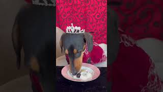 Princess Grace, the Royal Dachshund critiques a dessert by Princess Grace, the Royal Dachshund 140 views 1 month ago 1 minute, 30 seconds