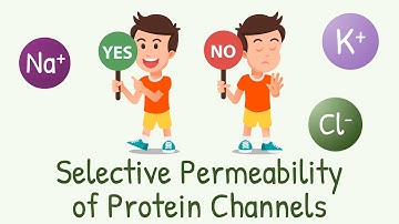 Why Channels Allow Some Ions but not the Others? || Selective Permeability of Protein Channels