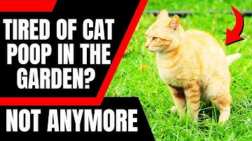10 Genius Ways to Stop Cats From Pooping in Your Garden (That Actually Work!)