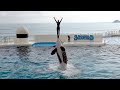 Orca Show at Kamogawa Sea World 【4K】