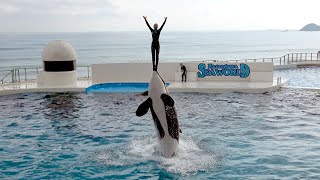 Orca Show at Kamogawa Sea World 【4K】 by Supli Abi 1,227,960 views 3 years ago 10 minutes, 4 seconds