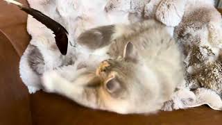 Blue Sable Cream Mink Torti RagaMuffin by Velvet RagaMuffin Kittens 106 views 3 months ago 1 minute, 21 seconds