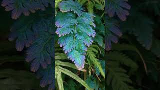 Blue Fern in nature