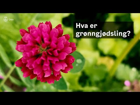 Video: Jordmidd i kompost - hva er en oribatidmidd og hvordan den påvirker jorda