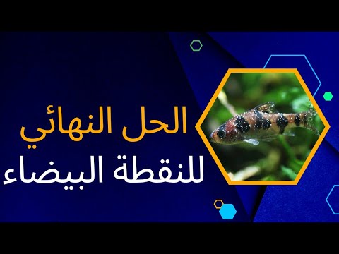 كيفية علاج النقطة البيضاء في الأسماك الزينة دليل شامل