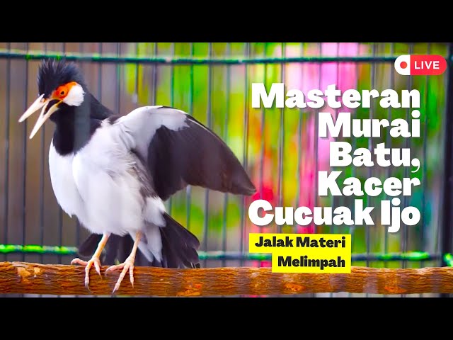 Jalak Suren Gacor Materi Melimpah! Bagus Untuk Masteran Burung Dari Murai Batu, Kacer, Cucak Ijo class=