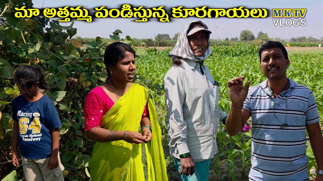 మా అత్తమ్మ పండిస్తున్న కూరగాయలు || MKTV VLOGS #MKTVVARSHINI #VLOG 836