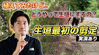 【最初が肝心】生垣刈込み剪定の最初のやり方