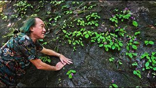 FIELD TRIP WITH PATRICK BLANC IN SRI LANKA - KITULGALA & ADAM'S PEAK FOOTHILLS