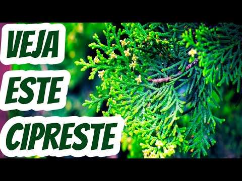 Vídeo: Cercas Vivas De Teixo, Zimbro, Cipreste