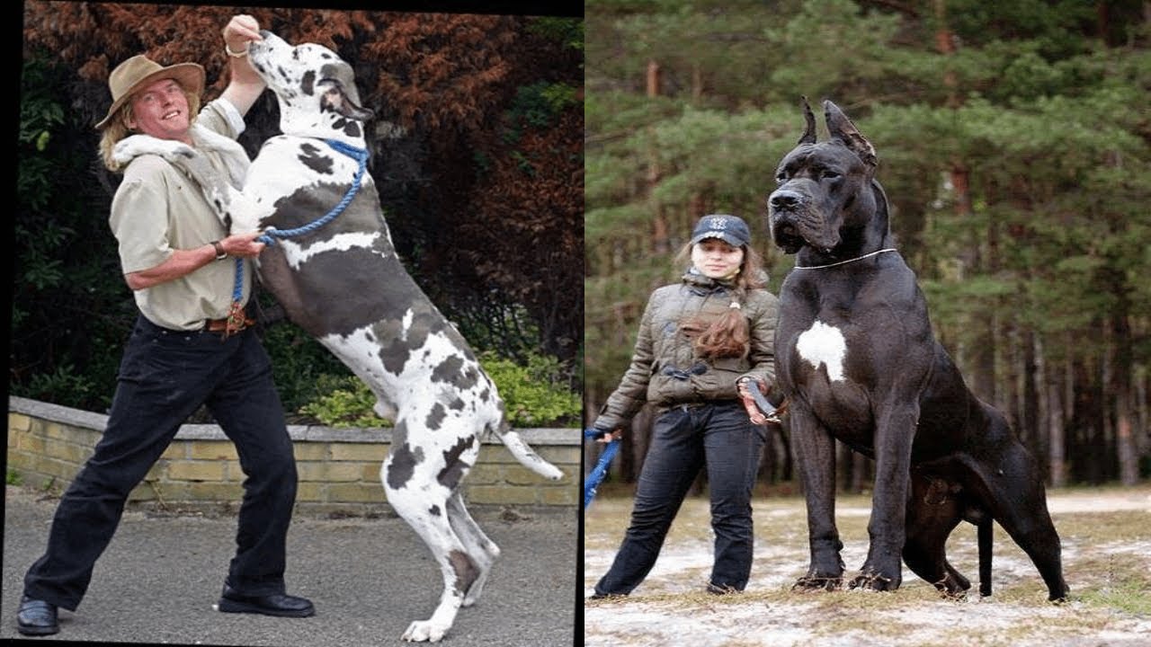 The 9 Most Dangerous Dog Breeds In The World Largest Dog Breed Pet the-9-most-dangerous-dog-breeds-in-the-world-largest-dog-breed-pet