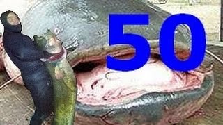 подводная охота на сома . сом 50 кг. подборка охоты с сомами. spearfishing on a big catfish