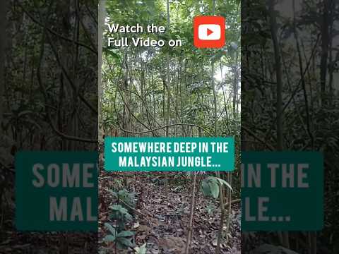 Explore This Awesome Secret Bushcraft Camp 