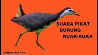 Suara Pikat Burung Ruak Ruak