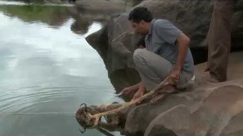 Indian Python caught in net then rescued - close up in river