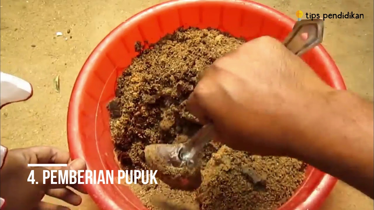 8 Cara Merawat Bunga Melati Mini  dalam Pot Agar Cepat 