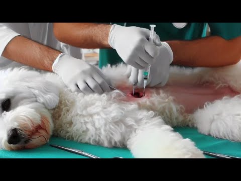 الطبيب البيطري والطبيبة البيطرية الشجاعة قصص اطفال كارتون حكايات عربية اكسبلور