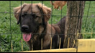 Jack I Adoption of Dogs from Bosnia