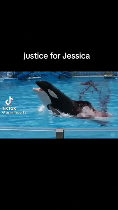 Jessica Orca Attack Incident Realistic Footage from Marine Park Show Shocking and Emotional😔