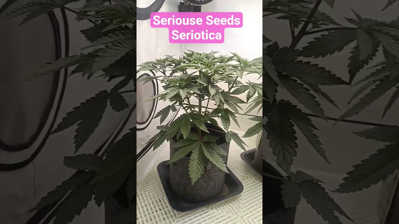 Serious Seeds - 3x Seriotica ( Veg ) 