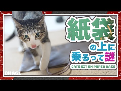 紙袋の上に乗るって猫の謎