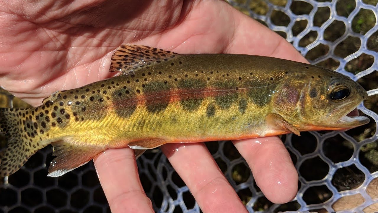 Sight fishing for Golden Trout near Sequoia National Park Fly Fishing