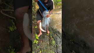 #fishhunting #fishing #safanafishing #fish #shorts #short #vlog #viral #viralvideo #mallu #malayalam