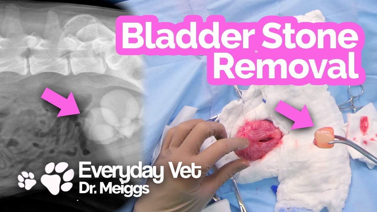 how much does bladder stone surgery cost for dogs