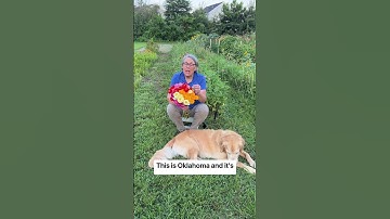 Love Oklahoma zinnias! Comment APP and I’ll DM the link to my phone APP garden shop where seed-onl
