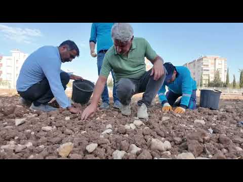 Adıyaman Belediyesi sebze üretimine başladı