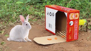 Most Unique Rabbit Trap Using Cardboard Box & Plastic Bottle - Easy Rabbit Trap