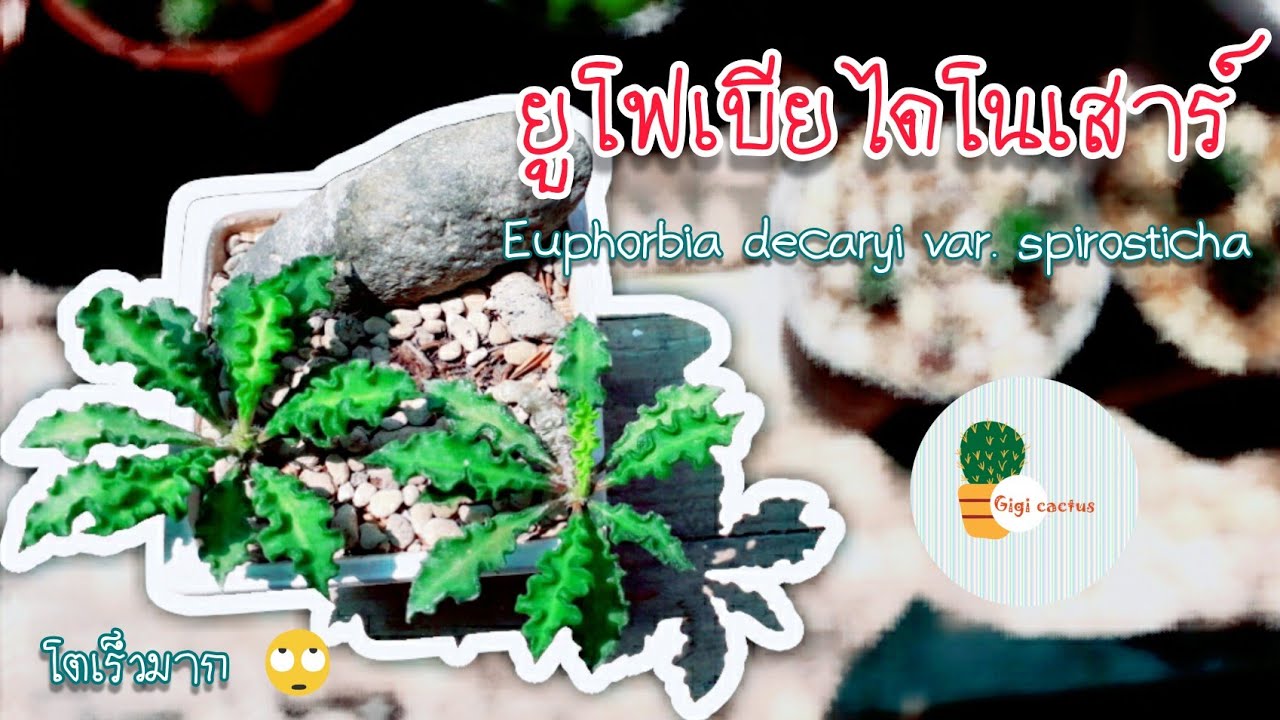 Ep.14🌵 ยูโฟเบียไดโนเสาร์ My Euphorbia 