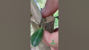 Olive Tree Grafting 🌱 | Best & Easy Grafting Method #shorts  #OliveTree #TreeGrafting #grafting