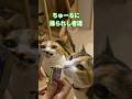 ダウジング尻尾ピンでちゅーるを発見する三毛猫たち #cats #猫のいる暮らし