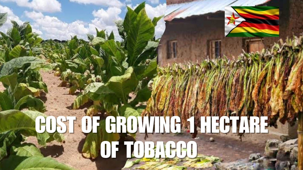 how many kgs of tobacco per hectare The Cost Of Growing 1 Hectare Of Tobacco In Zimbabwe