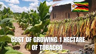 The Cost Of Growing 1 Hectare Of Tobacco In Zimbabwe