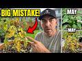 You’re losing your tomato season… here’s Why? |Darrell Smith
