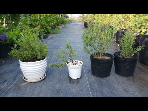 Video: Shaker Herb Garden Thông tin - Tìm hiểu về các loại thảo mộc Shakers Grew