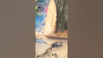 Hết hồn !! Gốc cây Sao văng cao lên gần 3 mét Cutting golden oak