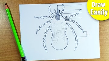 how to draw a Tick diagram step by step easily || Ixodes diagram drawing || b.sc zoology project