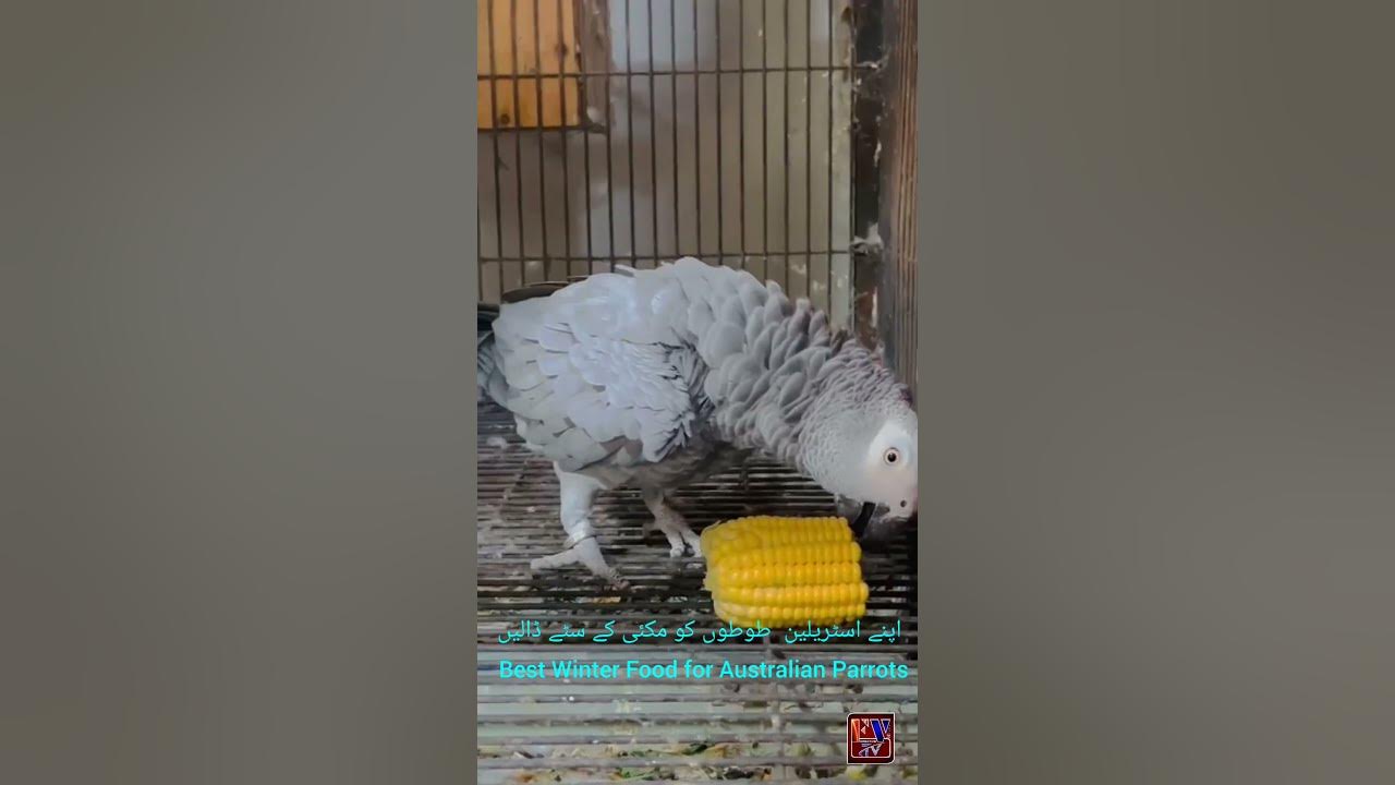 best-winter-food-for-australian-parrots-youtube