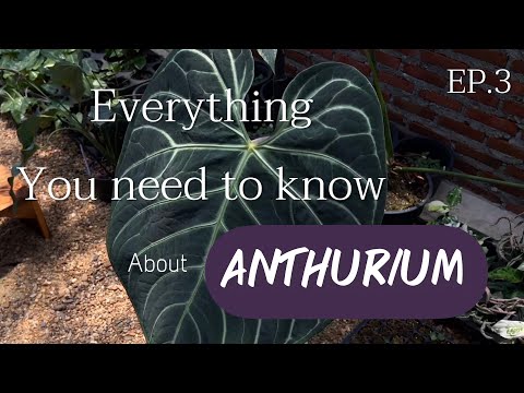 MadamT ChannelEverythingyouneedtoknowaboutanthuriumEP.3 Everything you need to know about anthurium EP. 3