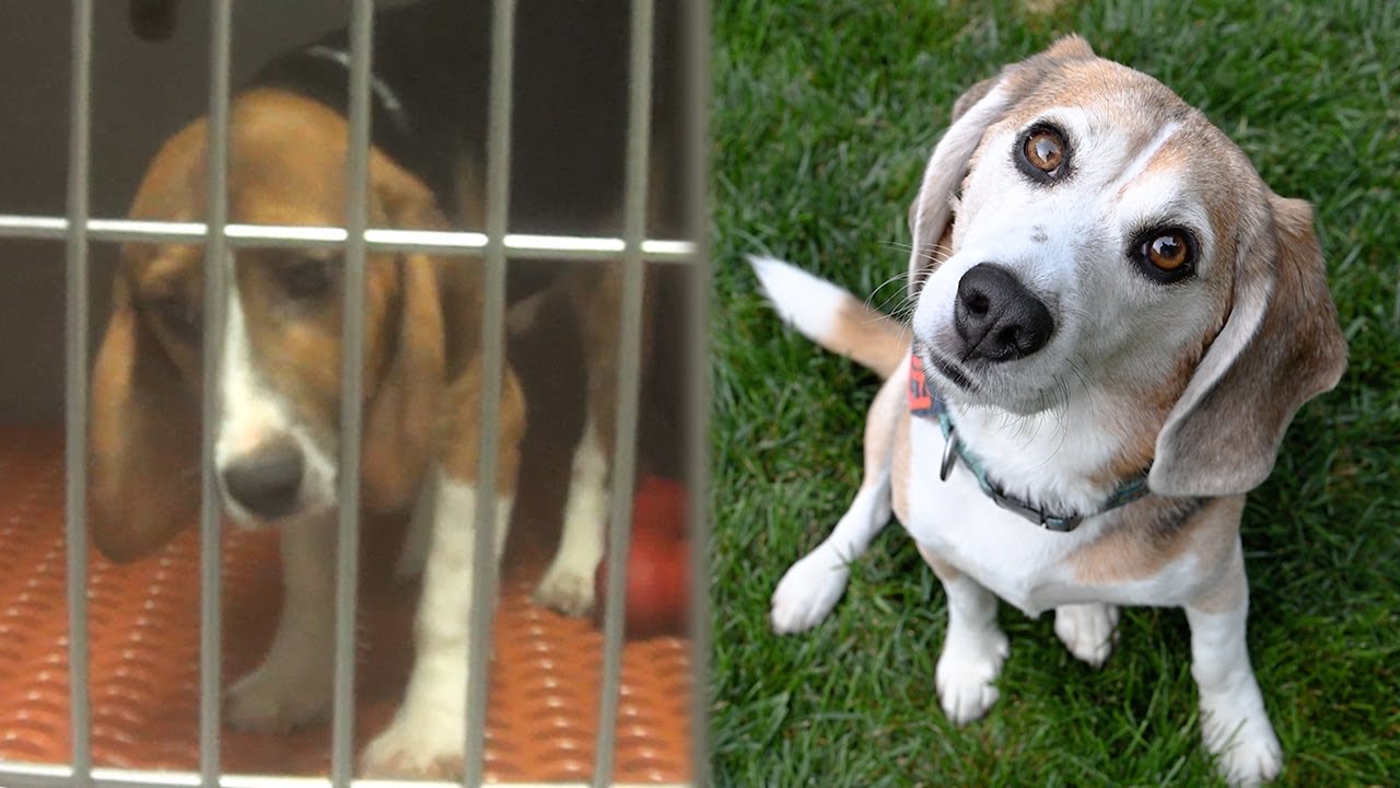 Бигли должны жить в любящих семьях, а не в лабораториях.