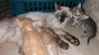 Orphan Kitten Finally Has Mother Cat But Her Kittens Not Accepting Him And Fighting Over Milk