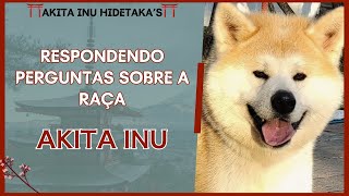 Akita convivendo com outros animais, educar um akita inu, filhotes de Akita inu