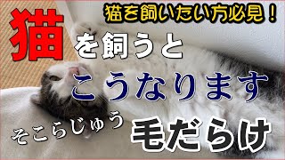 【猫動画】猫を飼うとこうなります！毛まるけソファーのお掃除の仕方　100円均一のハンディワイパーが強力だった！