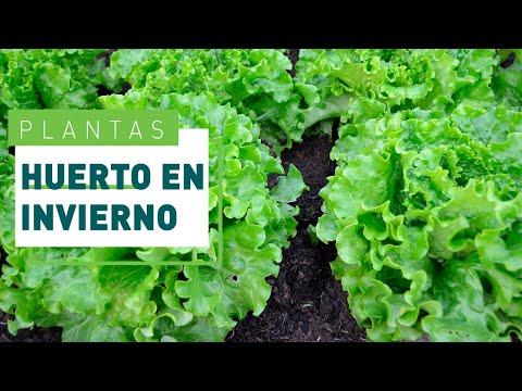 Video: ¿Qué alimentos se pueden cultivar en invierno?