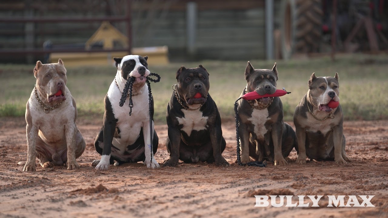 bully toys